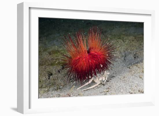 Urchin Crab (Dorippe Frascone) Carrying a Red Sea Urchin (Astropyga Radiata), Lembeh Strait, North-Reinhard Dirscherl-Framed Photographic Print