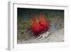 Urchin Crab (Dorippe Frascone) Carrying a Red Sea Urchin (Astropyga Radiata), Lembeh Strait, North-Reinhard Dirscherl-Framed Photographic Print