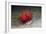 Urchin Crab (Dorippe Frascone) Carrying a Red Sea Urchin (Astropyga Radiata), Lembeh Strait, North-Reinhard Dirscherl-Framed Photographic Print