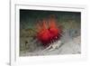 Urchin Crab (Dorippe Frascone) Carrying a Red Sea Urchin (Astropyga Radiata), Lembeh Strait, North-Reinhard Dirscherl-Framed Photographic Print