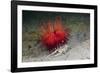 Urchin Crab (Dorippe Frascone) Carrying a Red Sea Urchin (Astropyga Radiata), Lembeh Strait, North-Reinhard Dirscherl-Framed Photographic Print