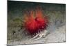 Urchin Crab (Dorippe Frascone) Carrying a Red Sea Urchin (Astropyga Radiata), Lembeh Strait, North-Reinhard Dirscherl-Mounted Photographic Print