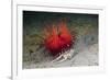 Urchin Crab (Dorippe Frascone) Carrying a Red Sea Urchin (Astropyga Radiata), Lembeh Strait, North-Reinhard Dirscherl-Framed Photographic Print