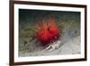 Urchin Crab (Dorippe Frascone) Carrying a Red Sea Urchin (Astropyga Radiata), Lembeh Strait, North-Reinhard Dirscherl-Framed Photographic Print