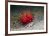 Urchin Crab (Dorippe Frascone) Carrying a Red Sea Urchin (Astropyga Radiata), Lembeh Strait, North-Reinhard Dirscherl-Framed Photographic Print