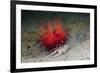 Urchin Crab (Dorippe Frascone) Carrying a Red Sea Urchin (Astropyga Radiata), Lembeh Strait, North-Reinhard Dirscherl-Framed Photographic Print