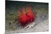 Urchin Crab (Dorippe Frascone) Carrying a Red Sea Urchin (Astropyga Radiata), Lembeh Strait, North-Reinhard Dirscherl-Mounted Photographic Print