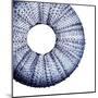 Urchin Shell 1-Sheldon Lewis-Mounted Art Print