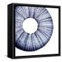 Urchin Shell 1-Sheldon Lewis-Framed Stretched Canvas