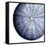 Urchin Shell 2-Sheldon Lewis-Framed Stretched Canvas