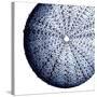 Urchin Shell 2-Sheldon Lewis-Stretched Canvas