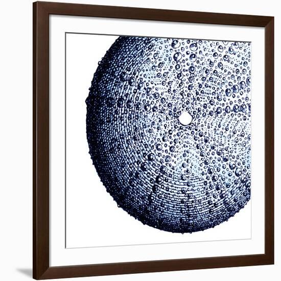 Urchin Shell 2-Sheldon Lewis-Framed Art Print