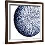 Urchin Shell 2-Sheldon Lewis-Framed Art Print