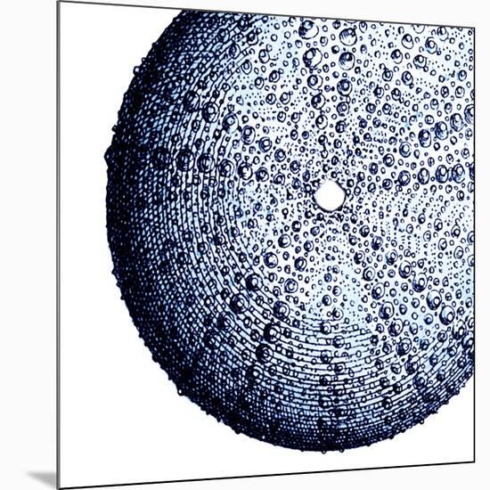 Urchin Shell 2-Sheldon Lewis-Mounted Art Print