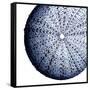 Urchin Shell 2-Sheldon Lewis-Framed Stretched Canvas