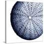 Urchin Shell 2-Sheldon Lewis-Stretched Canvas