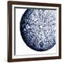 Urchin Shell 2-Sheldon Lewis-Framed Art Print