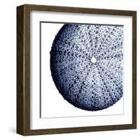 Urchin Shell 2-Sheldon Lewis-Framed Art Print