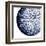 Urchin Shell 2-Sheldon Lewis-Framed Art Print