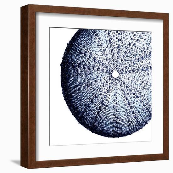 Urchin Shell 2-Sheldon Lewis-Framed Art Print