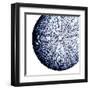 Urchin Shell 2-Sheldon Lewis-Framed Art Print