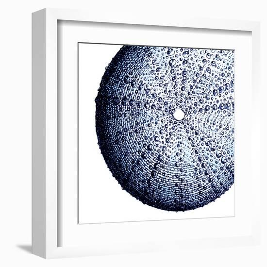 Urchin Shell 2-Sheldon Lewis-Framed Art Print