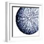 Urchin Shell 2-Sheldon Lewis-Framed Art Print