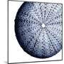 Urchin Shell 2-Sheldon Lewis-Mounted Art Print