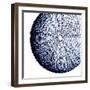 Urchin Shell 2-Sheldon Lewis-Framed Art Print