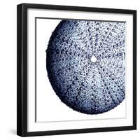 Urchin Shell 2-Sheldon Lewis-Framed Art Print