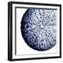 Urchin Shell 2-Sheldon Lewis-Framed Art Print