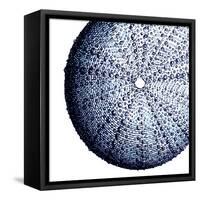 Urchin Shell 2-Sheldon Lewis-Framed Stretched Canvas