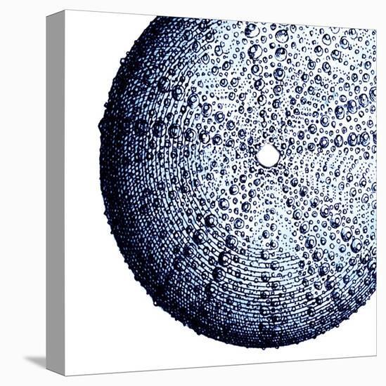 Urchin Shell 2-Sheldon Lewis-Stretched Canvas