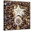 Urchin Star Sea Shells-null-Stretched Canvas