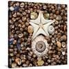 Urchin Star Sea Shells-null-Stretched Canvas