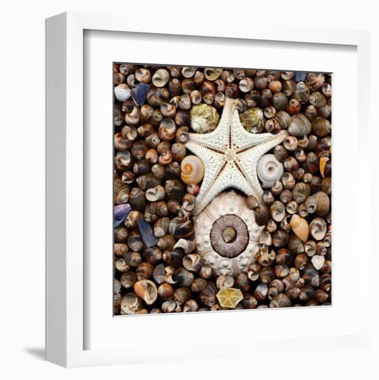 Urchin Star Sea Shells-null-Framed Art Print