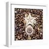 Urchin Star Sea Shells-null-Framed Art Print