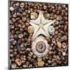 Urchin Star Sea Shells-null-Mounted Art Print