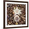 Urchin Star Sea Shells-null-Framed Art Print