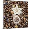 Urchin Star Sea Shells-null-Mounted Art Print