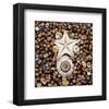 Urchin Star Sea Shells-null-Framed Art Print