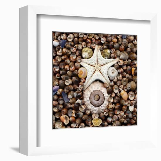 Urchin Star Sea Shells-null-Framed Art Print