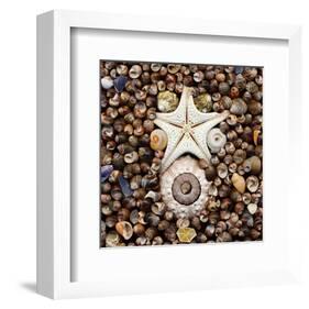 Urchin Star Sea Shells-null-Framed Art Print