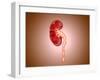 Ureterovesical Junction (Uvj) in the Kidney-null-Framed Art Print