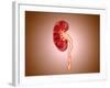 Ureterovesical Junction (Uvj) in the Kidney-null-Framed Art Print