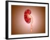 Ureterovesical Junction (Uvj) in the Kidney-null-Framed Art Print