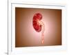 Ureterovesical Junction (Uvj) in the Kidney-null-Framed Art Print