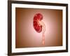 Ureterovesical Junction (Uvj) in the Kidney-null-Framed Art Print