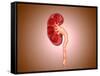 Ureterovesical Junction (Uvj) in the Kidney-null-Framed Stretched Canvas