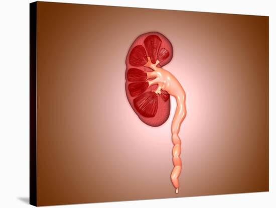 Ureterovesical Junction (Uvj) in the Kidney-null-Stretched Canvas